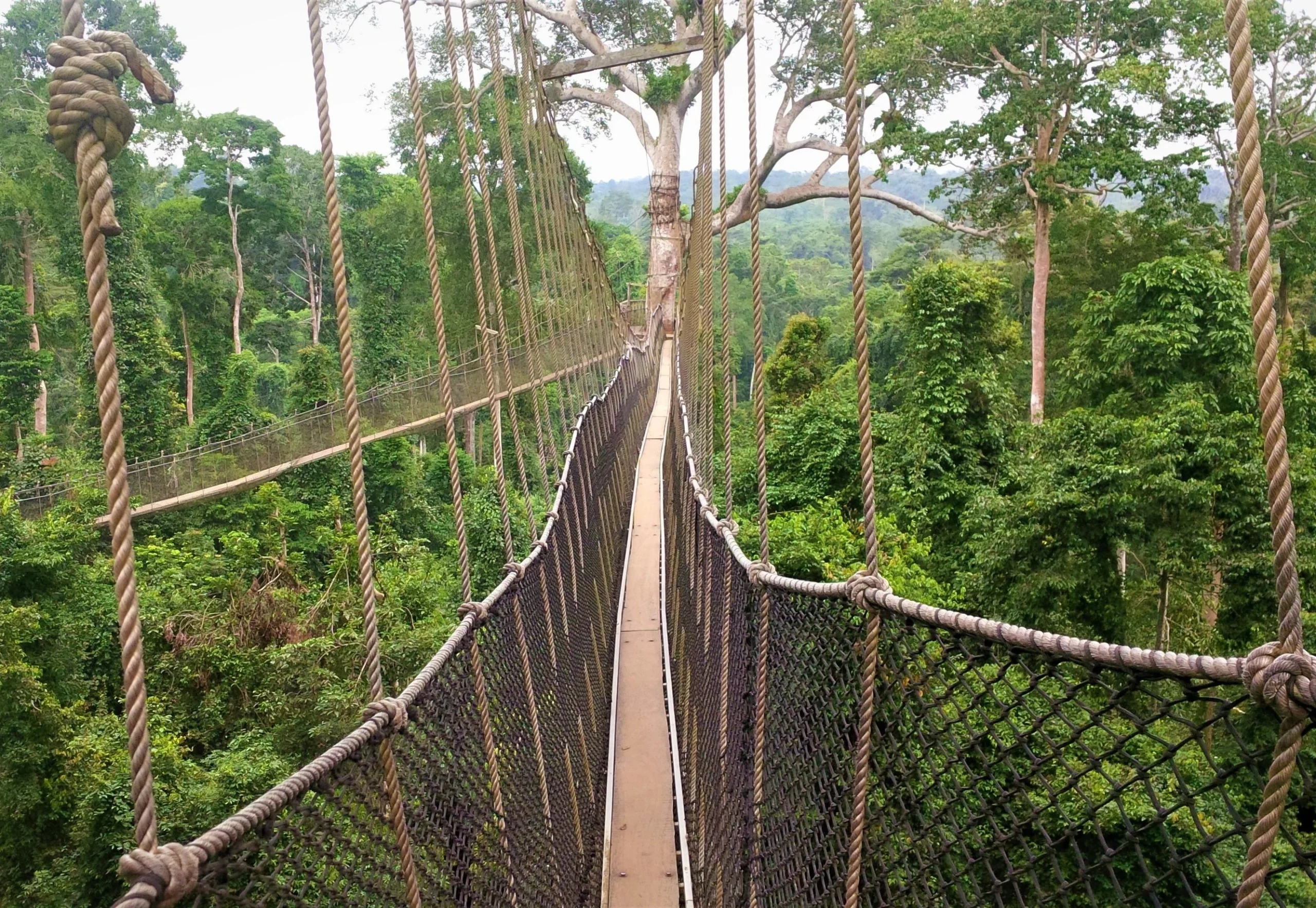 Kakum-National-Park1